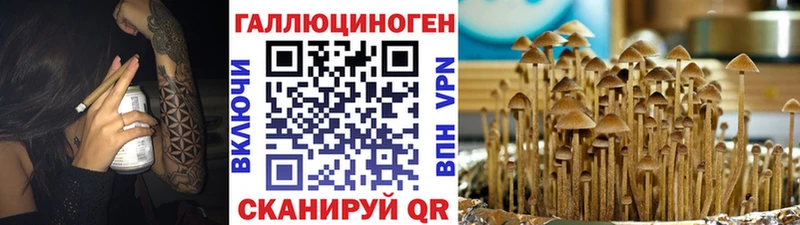 Псилоцибиновые грибы Cubensis Заводоуковск