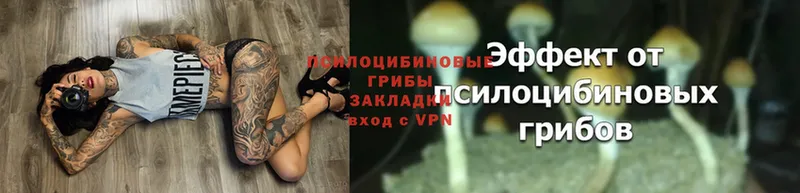 Галлюциногенные грибы Magic Shrooms  Заводоуковск 