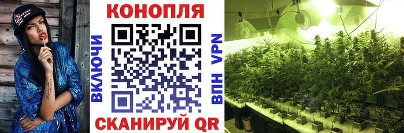 наркотики  Заводоуковск  Бошки марихуана план 